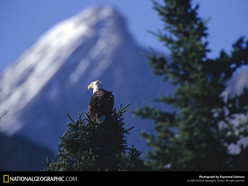 Bald eagle on a tree