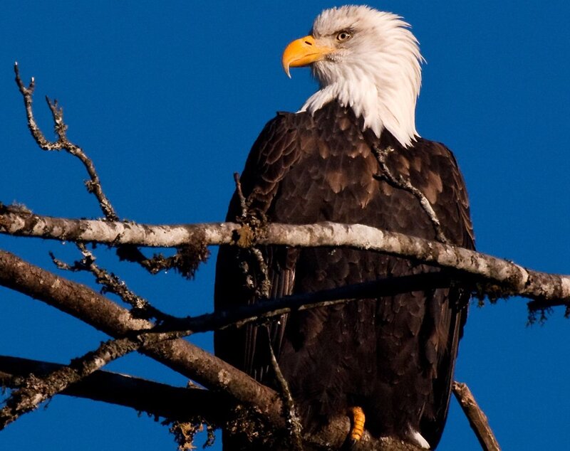 Bald Eagle on Branch — Blue, Alert, Photograph