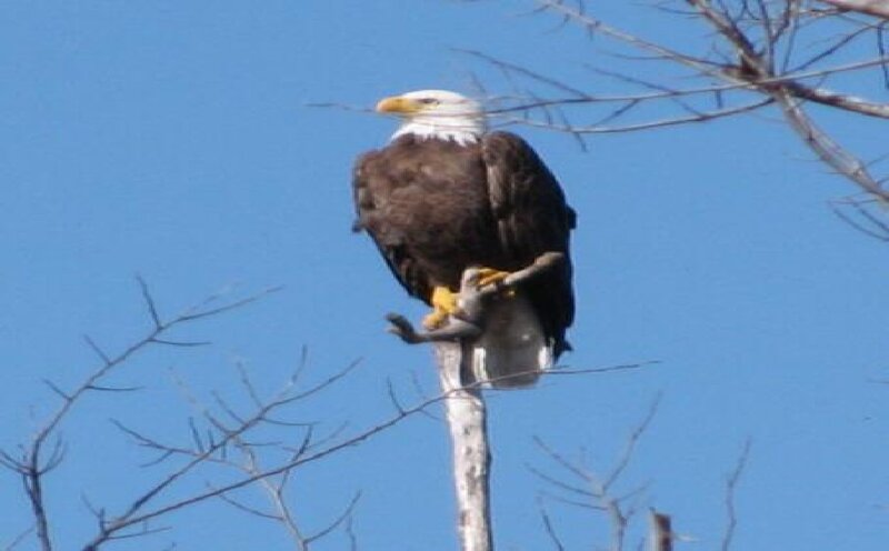 Bald Eagle on Branch — Blue, Alert