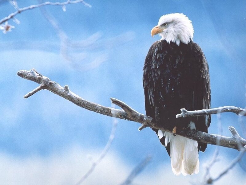 Bald Eagle on Branch — Blue, Calm, Winter, Photograph