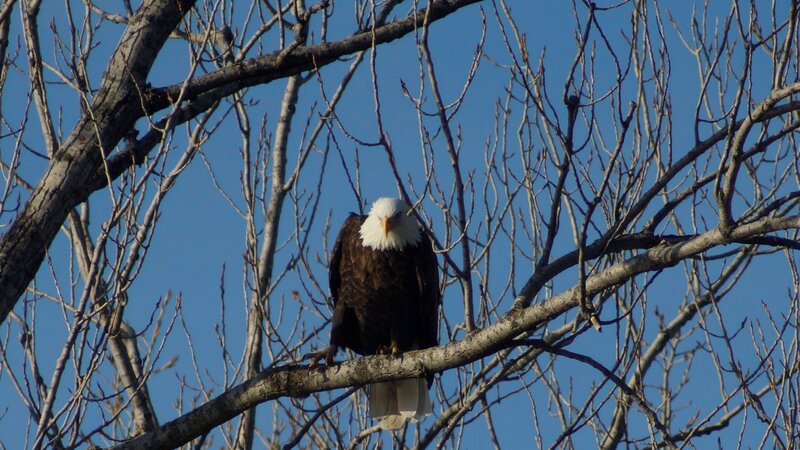 Bald Eagle on Branch — Blue, Calm, Winter