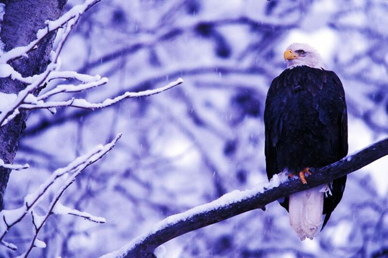 Bald Eagle on Branch — Blue, Cold