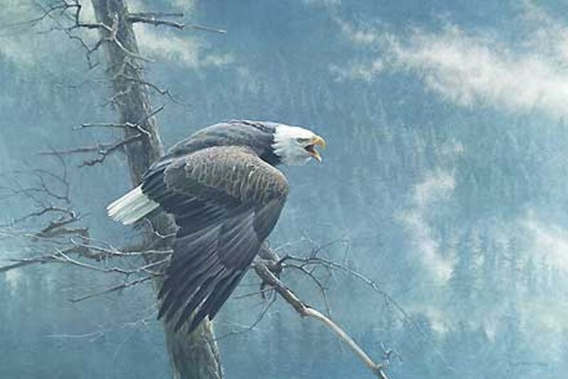 Bald Eagle on Branch — Blue, Dramatic