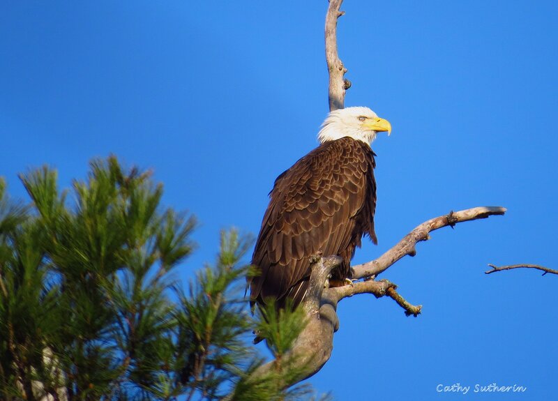 Bald Eagle on Branch — Blue, Serene, Afternoon, Photograph, Pine Tree