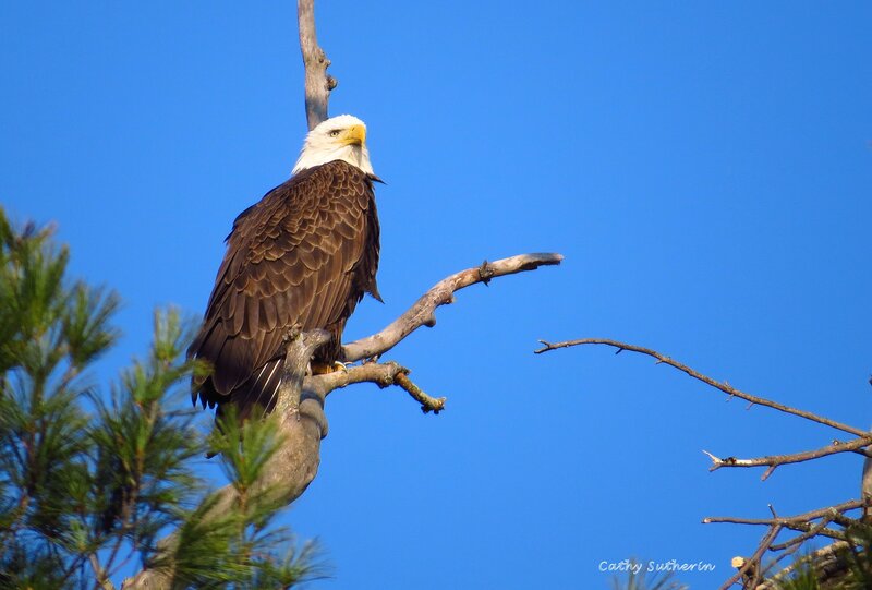 Bald Eagle on Branch — Blue, Serene, Afternoon, Photograph, Sky