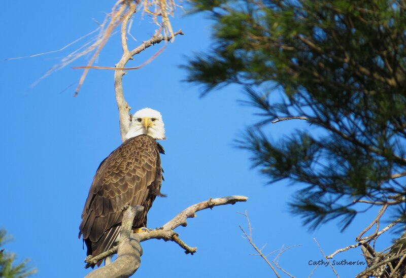 Bald Eagle on Branch — Blue, Serene, Afternoon, Photograph