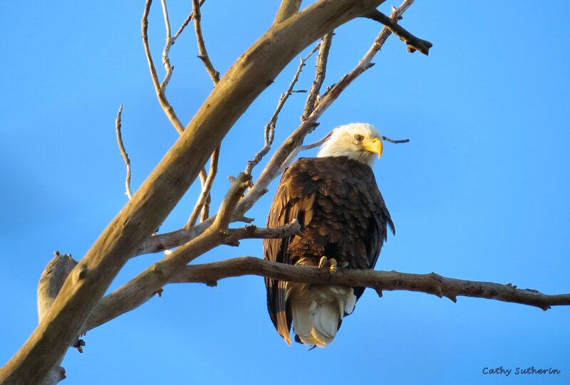 Bald Eagle on Branch — Blue, Serene, Afternoon, Photograph, Tree Branch