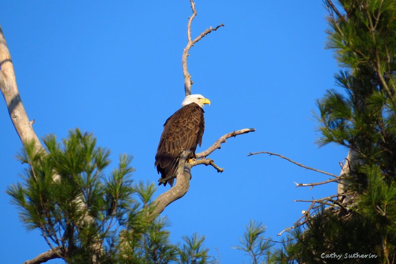 Bald Eagle on Branch — Blue, Serene, Afternoon, Photograph, Tree