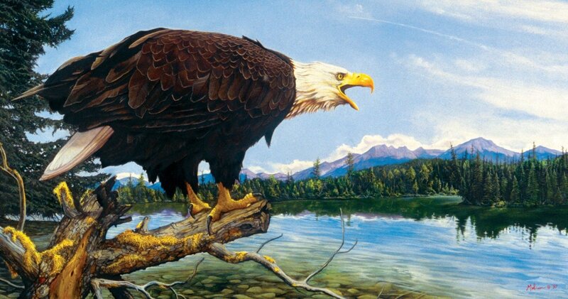 Bald Eagle on Branch — Blue, Serene, Afternoon