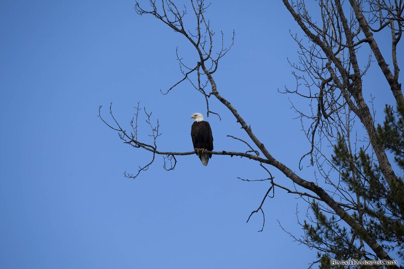 Bald Eagle on Branch — Blue, Serene, Morning, Photograph