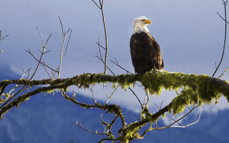 Bald Eagle on Branch — Blue, Serene, Morning