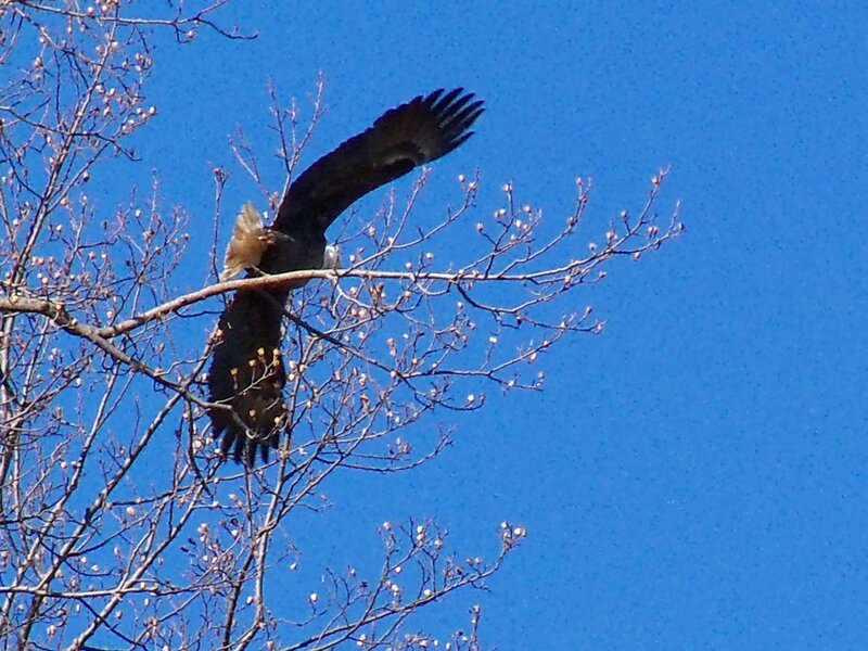 Bald Eagle on Branch — Blue, Serene, Spring