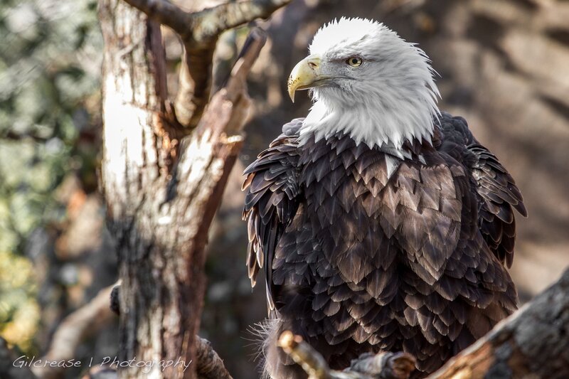 Bald Eagle on Branch — Brown, Alert, Afternoon