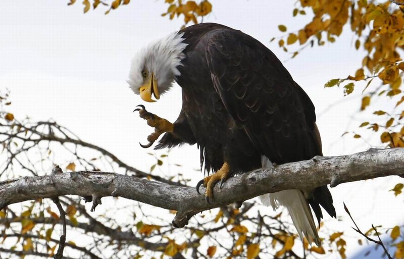 Bald Eagle on Branch — Brown, Alert, Autumn