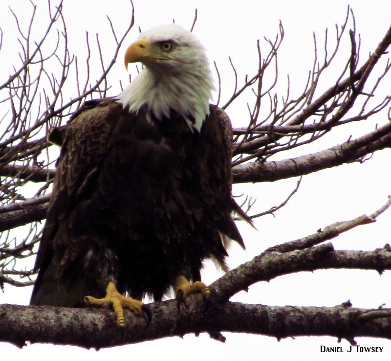Bald Eagle on Branch — Brown, Alert