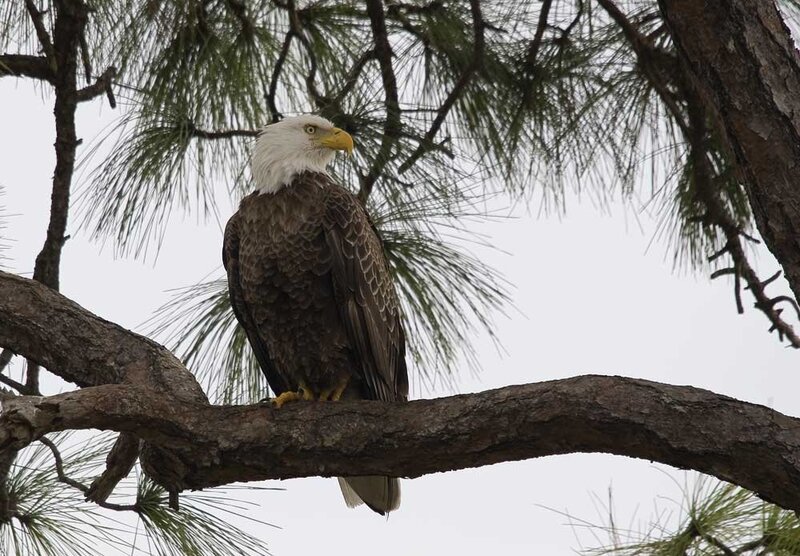 Bald Eagle on Branch — Brown, Calm, Photograph