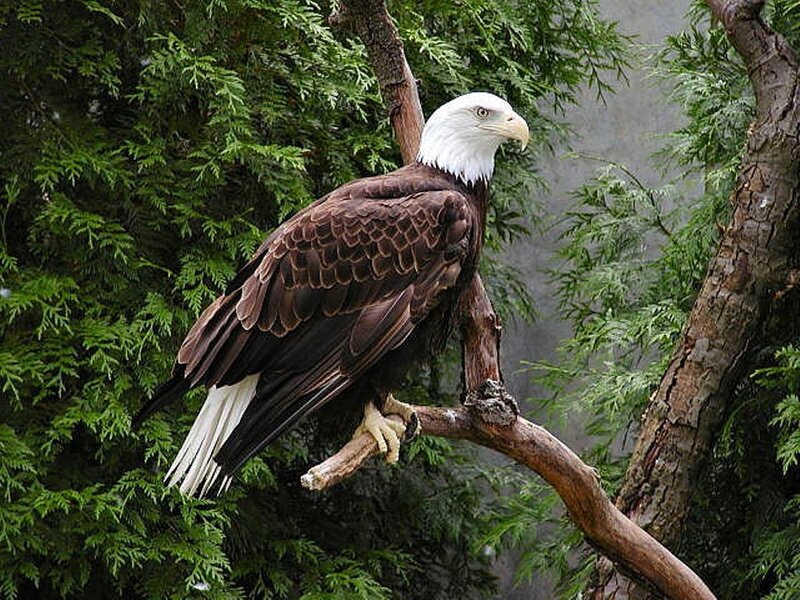 Bald Eagle on Branch — Brown, Calm