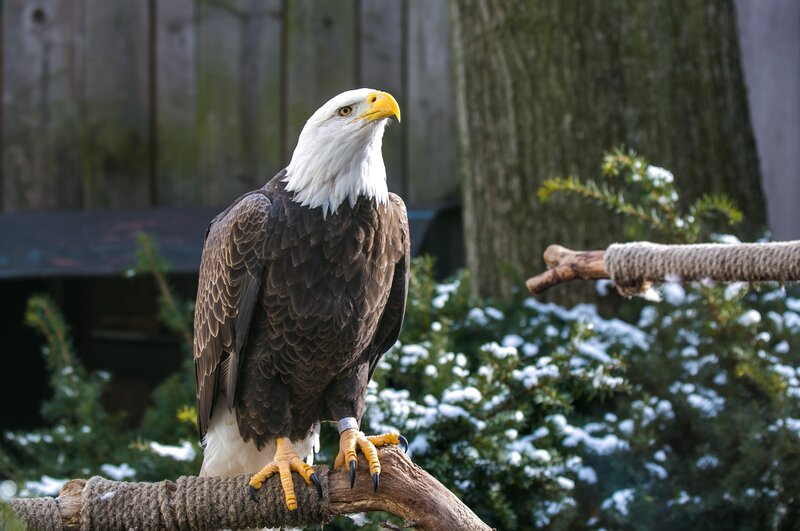Bald Eagle on Branch — Brown, Calm, Winter, Photograph, Snow