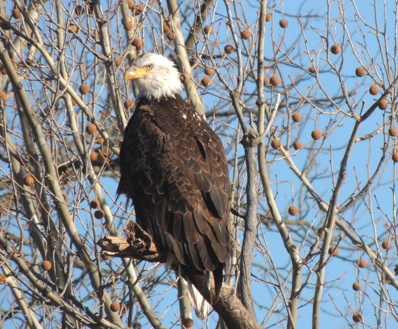 Bald Eagle on Branch — Brown, Calm, Winter, Photograph