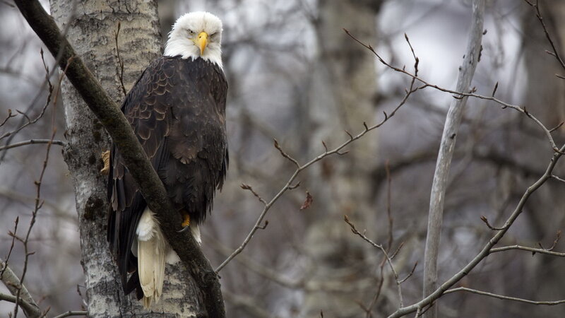 Bald Eagle on Branch — Brown, Calm, Winter