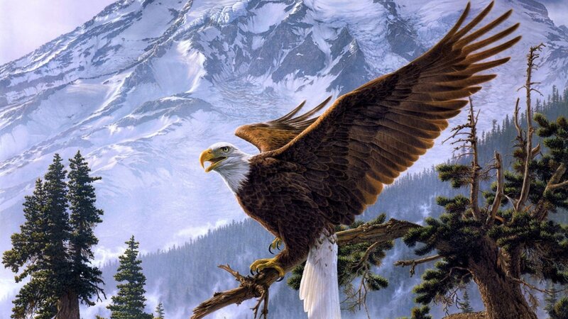 Bald Eagle on Branch — Brown, Dramatic, Digital Art, Mountain