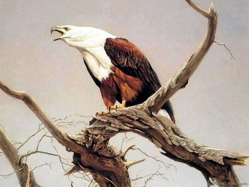 Bald Eagle on Branch — Brown, Dramatic, Painting