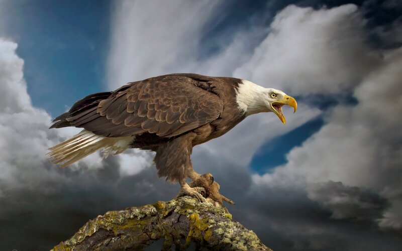 Bald Eagle on Branch — Brown, Dramatic, Photograph, Clouds