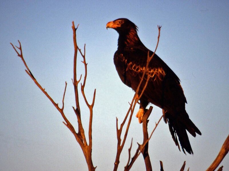 Bald Eagle on Branch — Brown, Dramatic, Sunset