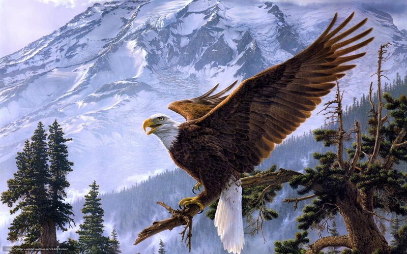 Bald Eagle on Branch — Brown, Dramatic, Winter