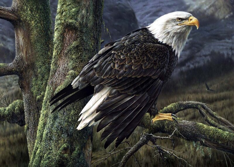 Bald Eagle on Branch — Brown, Natural, Photograph