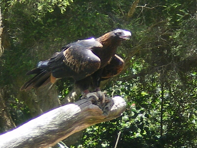 Bald Eagle on Branch — Brown, Natural