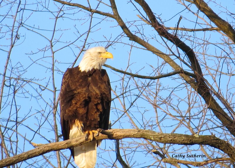 Bald Eagle on Branch — Brown, Serene, Autumn