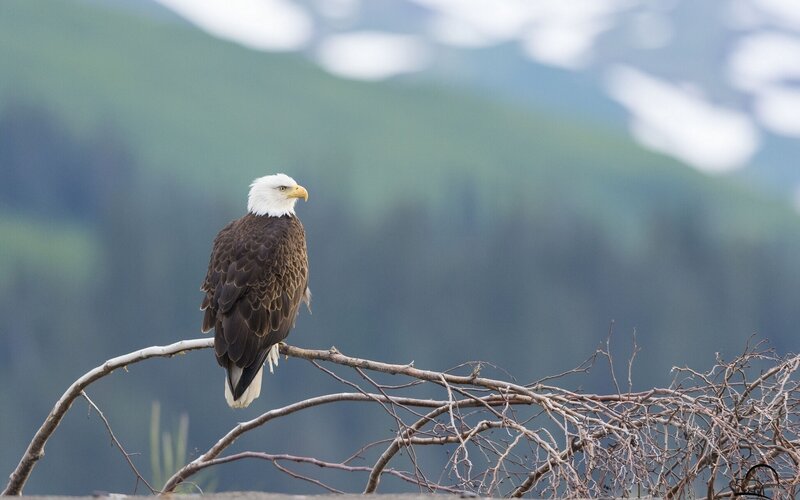 Bald Eagle on Branch — Brown, Serene, Photograph