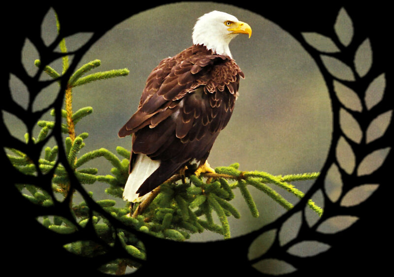 Bald Eagle on Branch — Brown, Serene