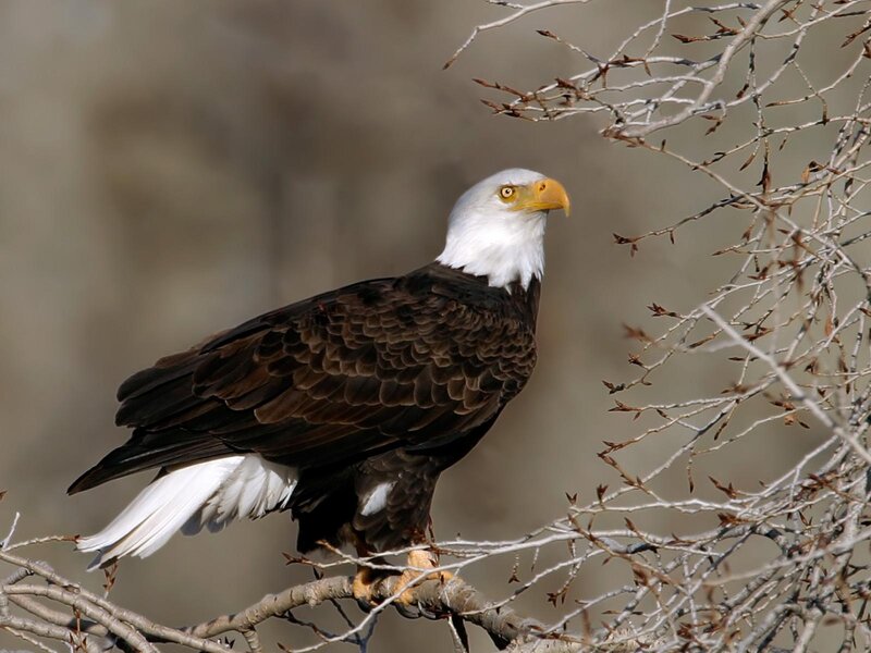 Bald Eagle on Branch — Brown