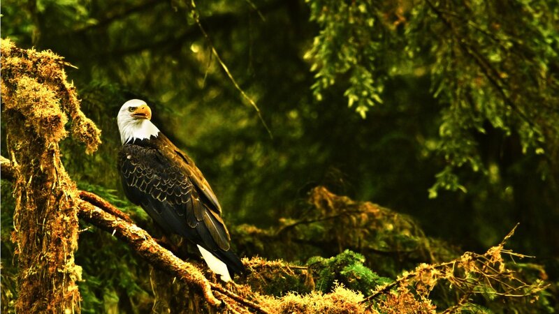 Bald Eagle on Branch — Green, Natural