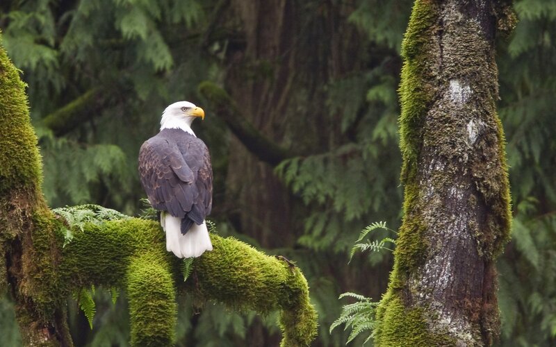 Bald Eagle on Branch — Green, Serene, Photograph