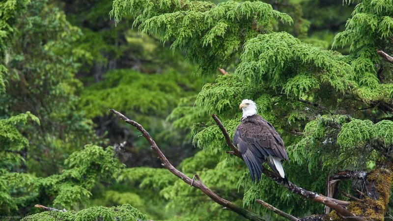Bald Eagle on Branch — Green, Serene, Photograph, Tree, Forest