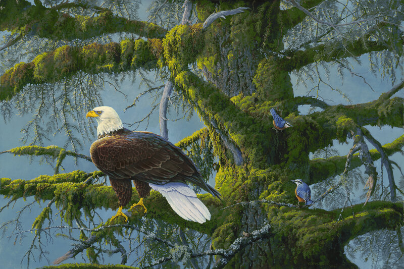 Bald Eagle on Branch — Green, Serene