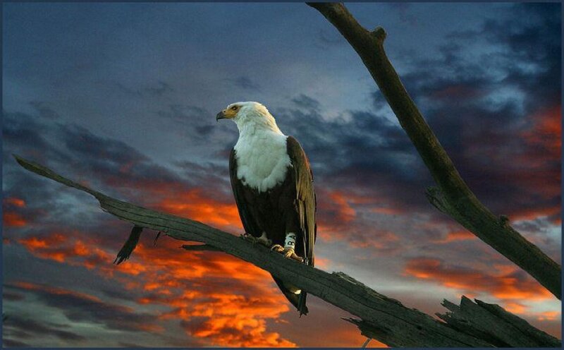 Bald Eagle on Branch — Orange
