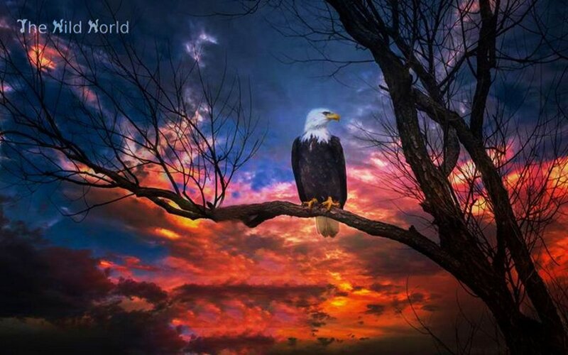 Bald Eagle on Branch — Red, Dramatic