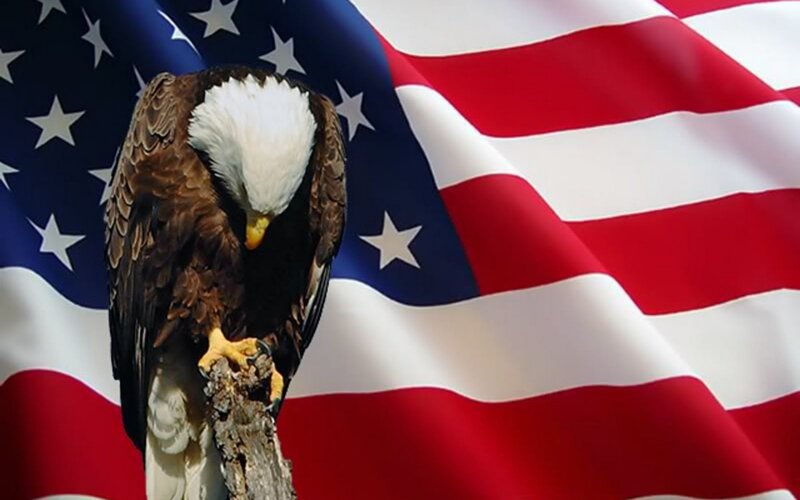 Bald Eagle on Branch — Red, Patriotic, Photograph