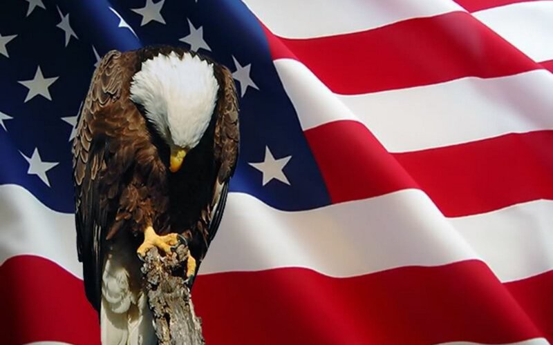 Bald Eagle on Branch — Red, Patriotic