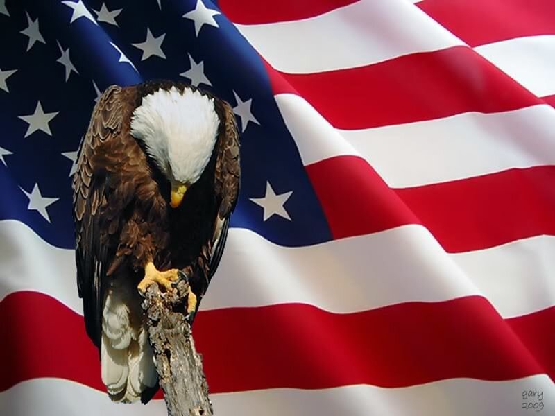 Bald Eagle on Branch — Red