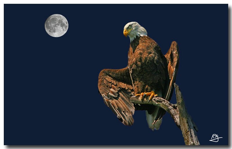 Bald Eagle on Branch