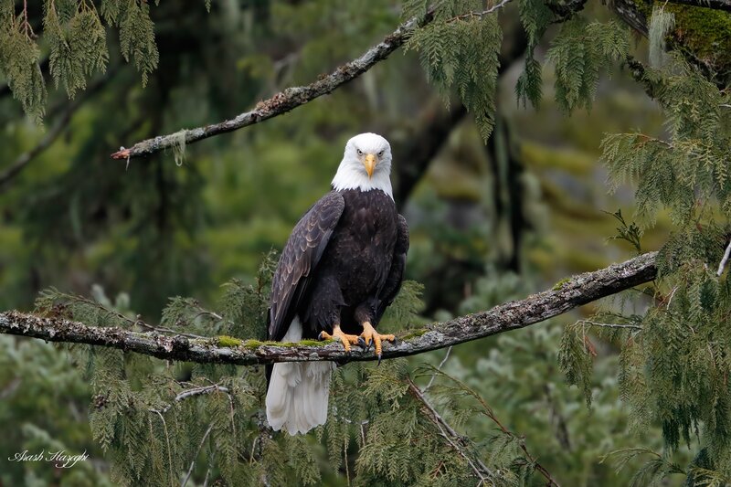 Bald Eagle on Branch — White, Alert