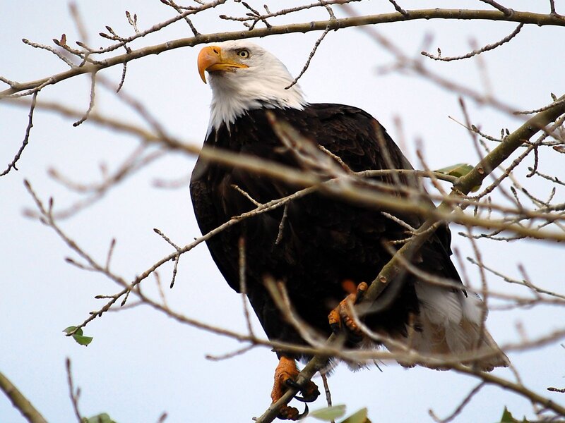 Bald Eagle on Branch — White, Calm, Spring