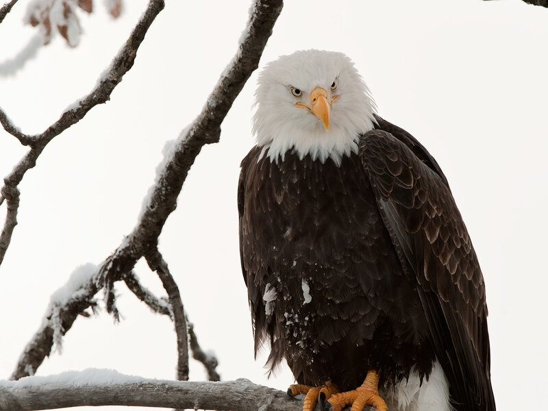 Bald Eagle on Branch — White, Calm