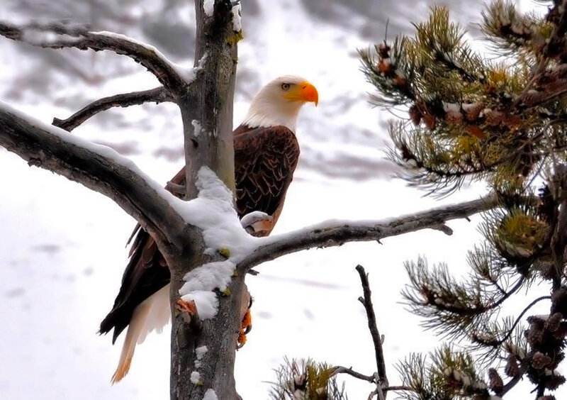 Bald Eagle on Branch — White, Calm, Winter