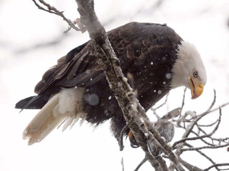 Bald Eagle on Branch — White, Cold